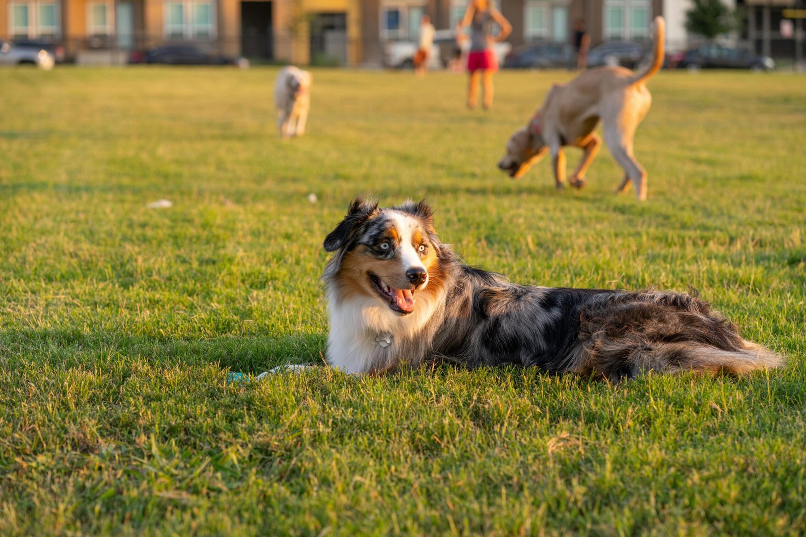 Image shows an Australian Shepherd relaxed on a sunny day at a dog park, completely free of any pet waste.
